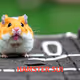 sui Hamster