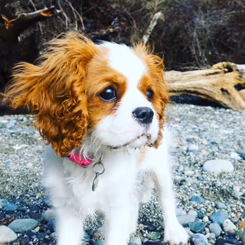 Suki - The Puppy Years