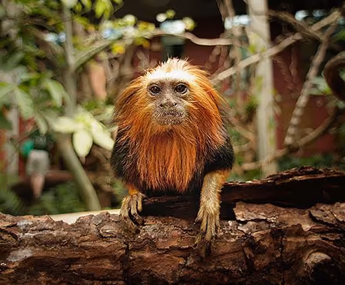 Lounging Lion Monkey
