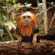 Lounging Lion Monkey