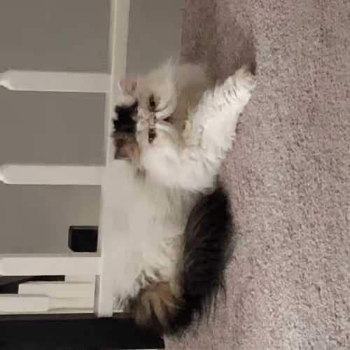 Sultan of Smush - old