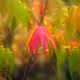 Sumac Jungles
