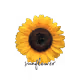 Sunflower Collection V1
