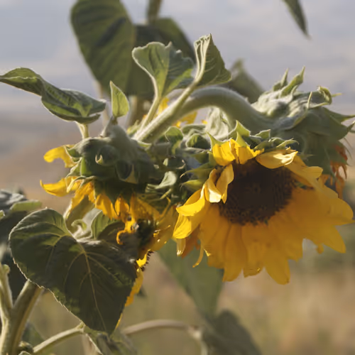 Summer vibes in Kurdistan