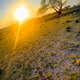 SUN WITH LAND
