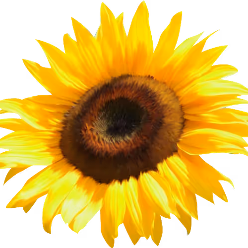 Sunflower178279596 - old