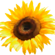 Sunflower178279596 - old