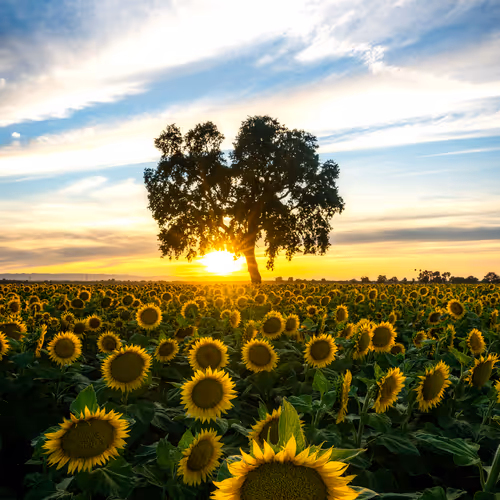 Sunflower Burst - old