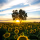 Sunflower Burst - old