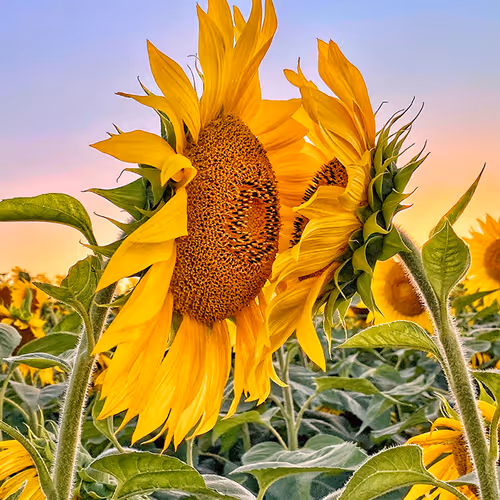 AZN Sunflowers
