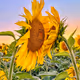 AZN Sunflowers