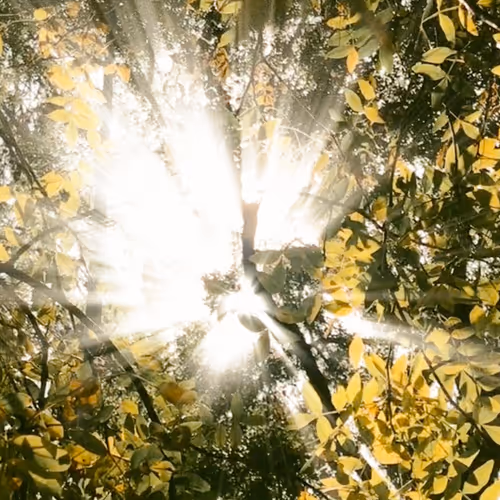 Sunlight-trees - old