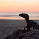 The Jurrasic Sunrise