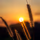 -sunset-