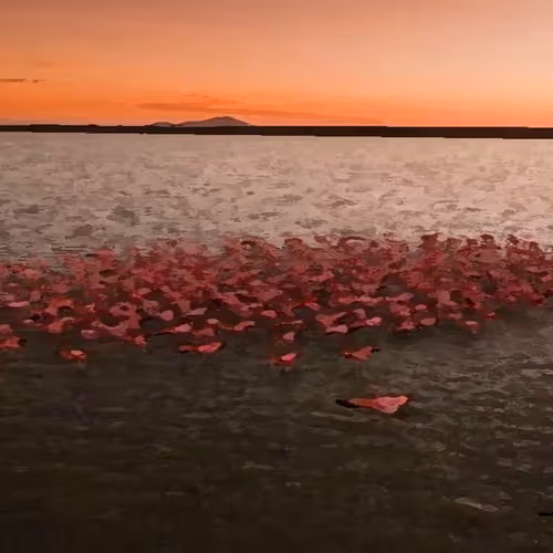 Sunsets Art