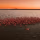 Sunsets Art