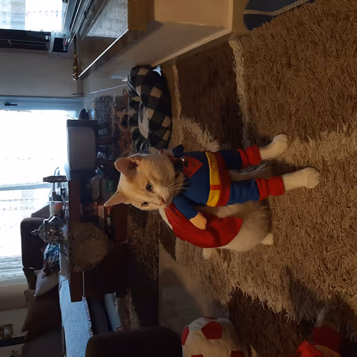 Super Cat V2