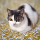 Super Fat Cats NFT