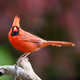 2022-11 Songbirds