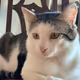 Superstar Pets and Stuff