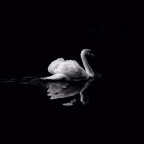 superswansworld - old
