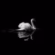superswansworld - old