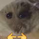  СuteHamster