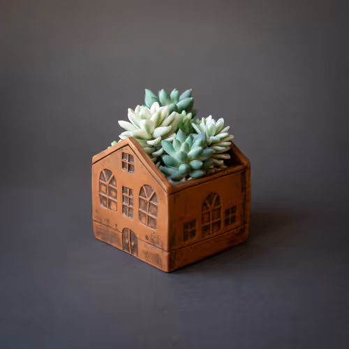 Succulent World Boxes Collection