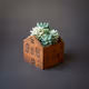 Succulent World Boxes Collection