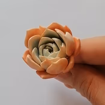 Succulent World Creation Process Collection
