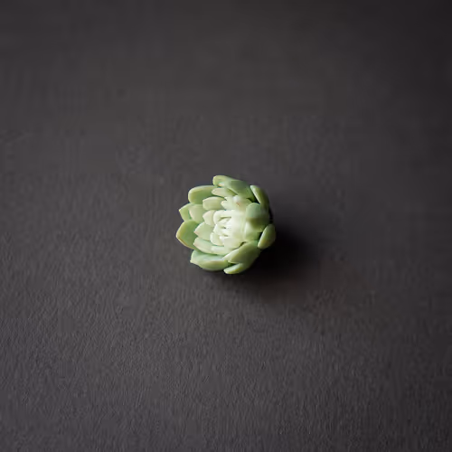Succulent World Imagination Collection
