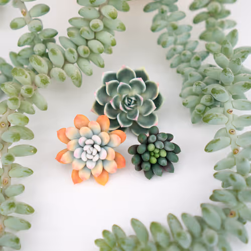 Succulent World Mix Collection