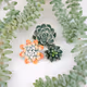 Succulent World Mix Collection