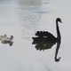 Swan Stories
