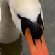 Swans and Ducks