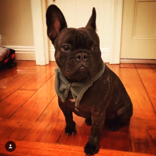 Sir Wallace Douglas the Frenchy V2