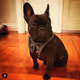 Sir Wallace Douglas the Frenchy V2