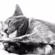 Sweet Lily - old