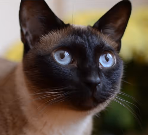 Sweetshila