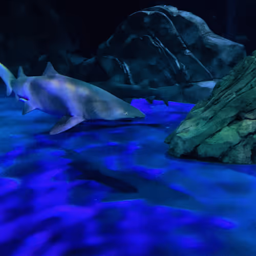 Swim at your own risk