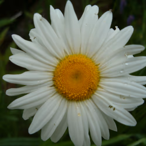 SyjesMarvin Photograph