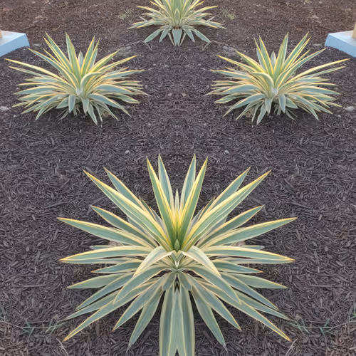 symmetry for instance - old