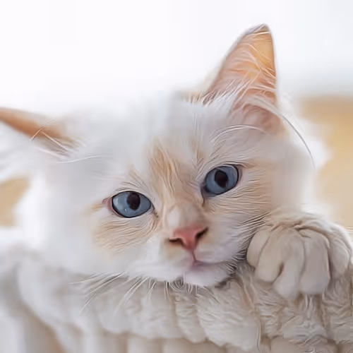 dm Kitten - old