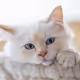 dm Kitten - old