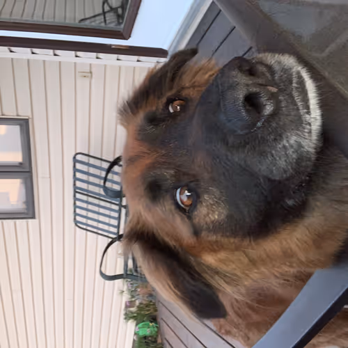 Tails of a Doge - old