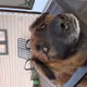 Tails of a Doge - old