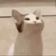 Talking Cat