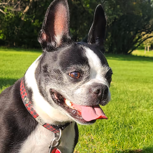 Tank the Dog