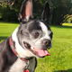 Tank the Dog