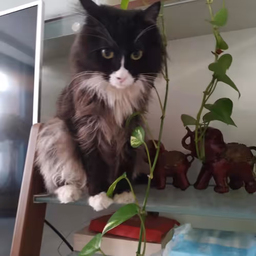 TanTang